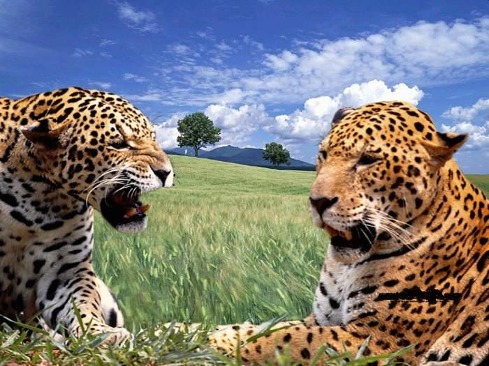 Природное равновесие фото леопардов